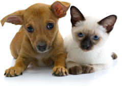 org.springframework.samples.petclinic/src/main/webapp/images/pets.png
